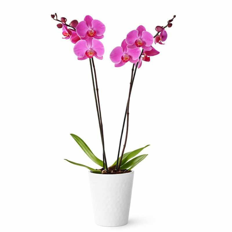 İki dallı pembe orkide