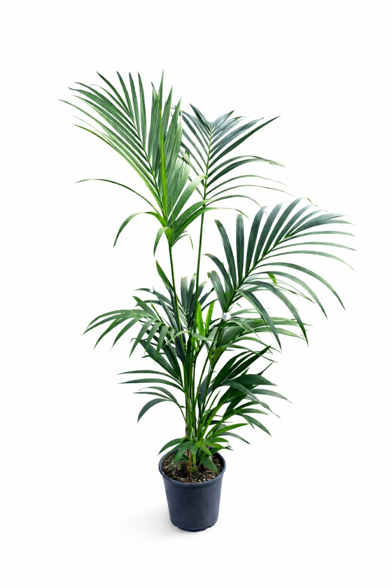 Kentia